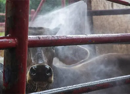 Crisis del barrenador presiona a ganaderos