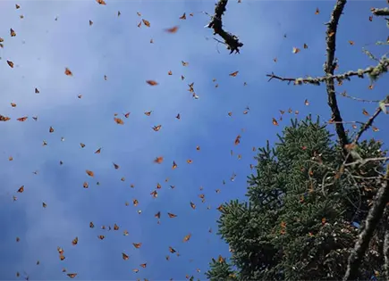 Pesticidas arriesgan a la Monarca