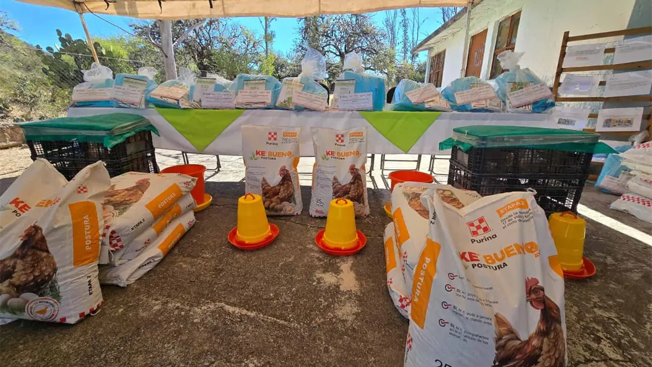 DIF impulsa granjas de traspatio