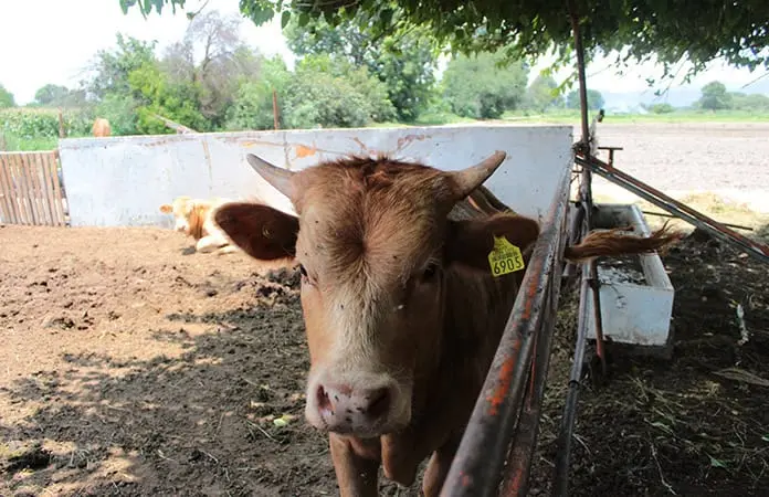 El agro, muy afectado por las lluvias: Sedarh