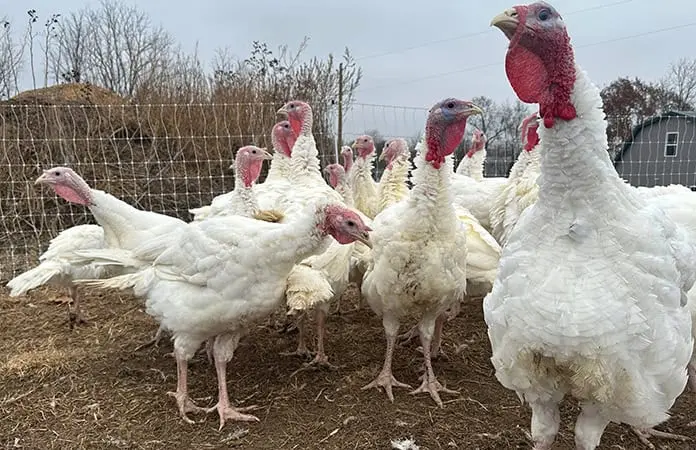Aranceles encarecen comidas festivas