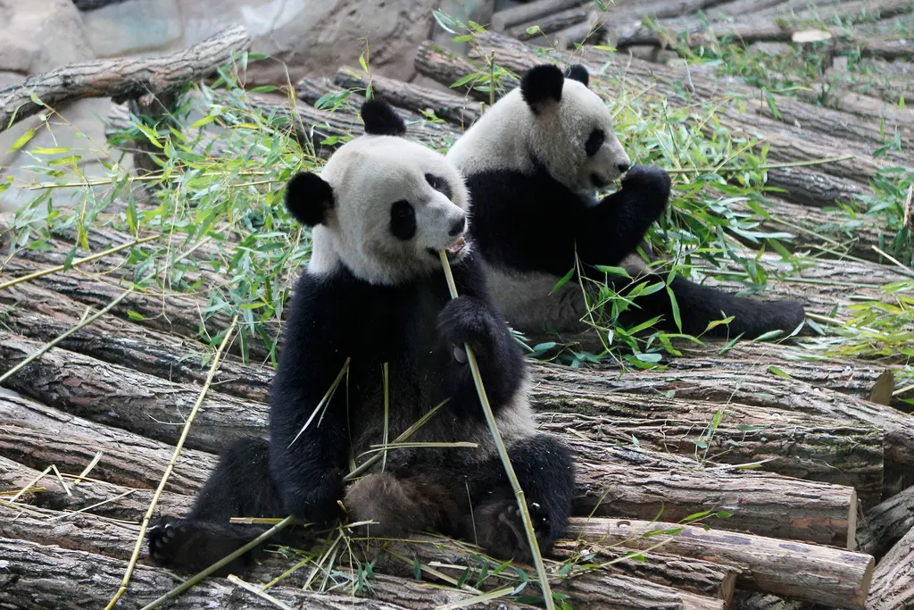 Francia se despide de dos queridos pandas gigantes que regresan a China
