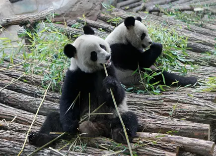 Francia se despide de dos queridos pandas gigantes que regresan a China