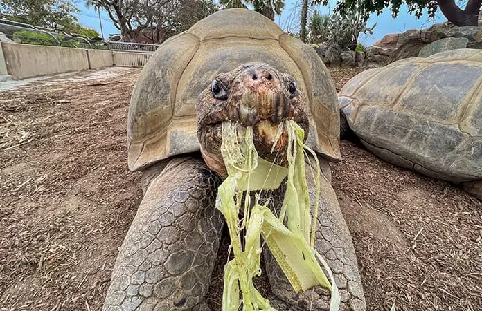 Muere Gramma, a los 141