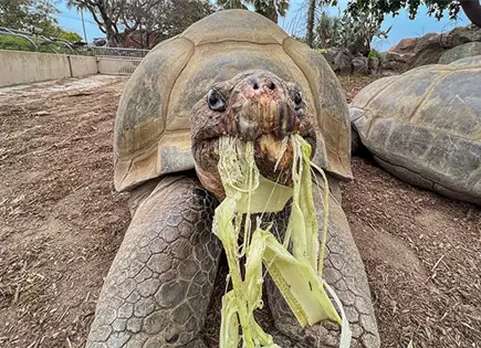 Muere Gramma, a los 141