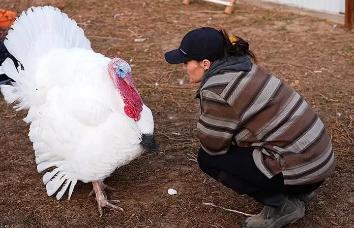Adoptan pavos para el Día de Acción de Gracias