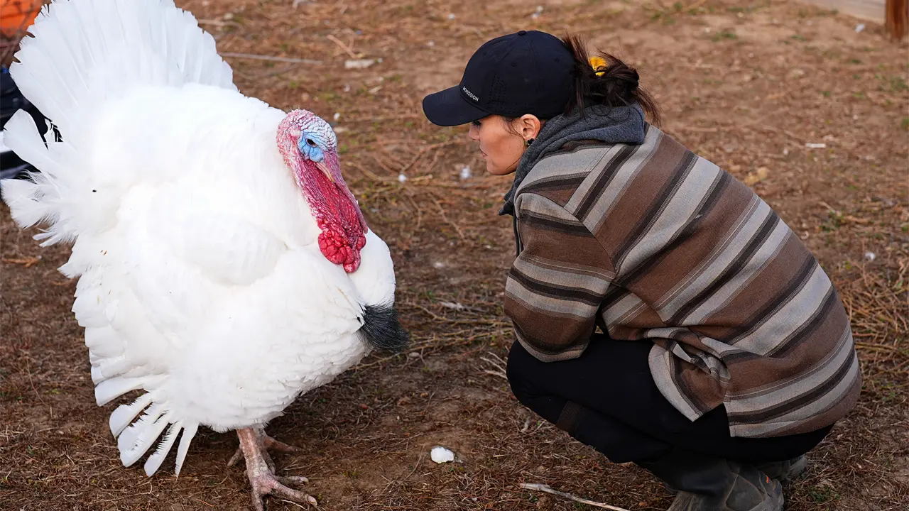 Algunas familias adoptan pavos para el Día de Acción de Gracias en lugar de comerlos
