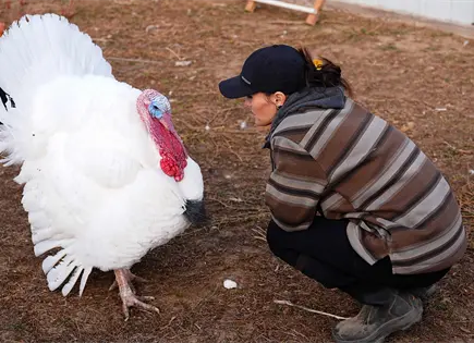 Algunas familias adoptan pavos para el Día de Acción de Gracias en lugar de comerlos