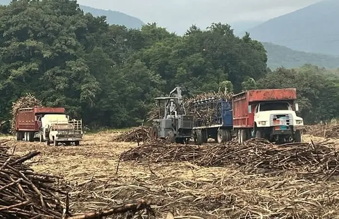 El domingo iniciarían la zafra en Tambaca