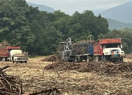 El domingo iniciarían la zafra en Tambaca El domingo iniciarían la zafra en Tambaca