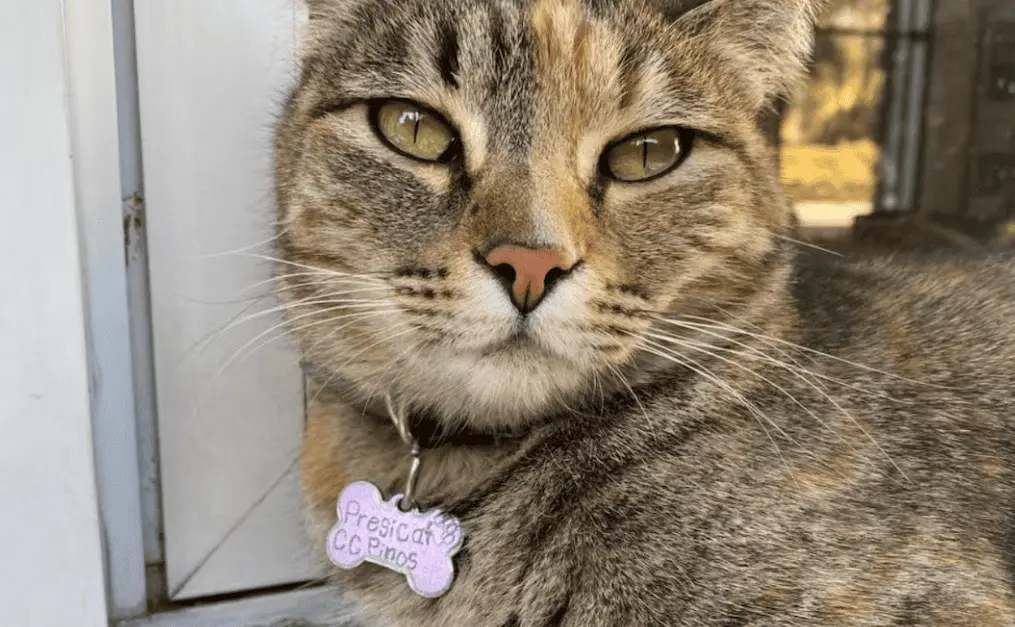 Piden ayuda para Presicat y otros felinos que vivían en Los Pinos