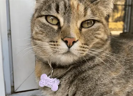 Piden ayuda para Presicat y otros felinos que vivían en Los Pinos