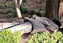 Olvidan recolocar estatua de Calder&oacute;n en Los Pinos