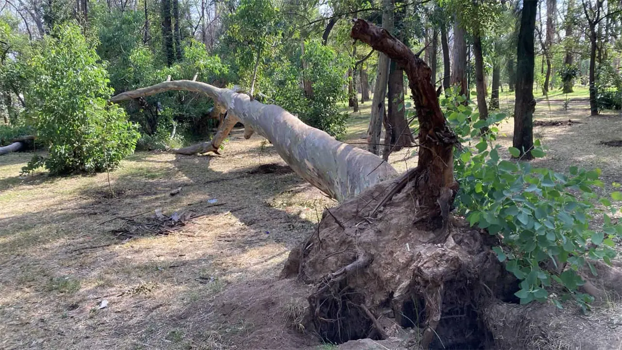 Continúa rescate de Parque de Morales: Azuara