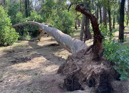Continúa rescate de Parque de Morales: Azuara