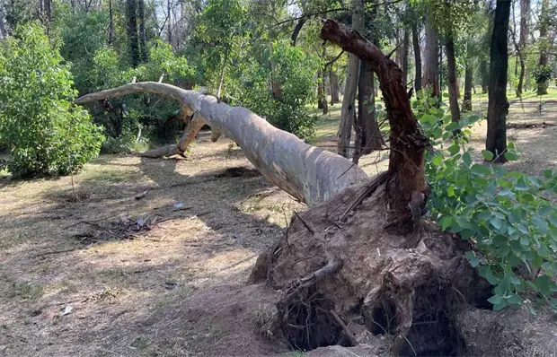 Juzgado autoriza retiro de 19 &aacute;rboles en parque de Morales