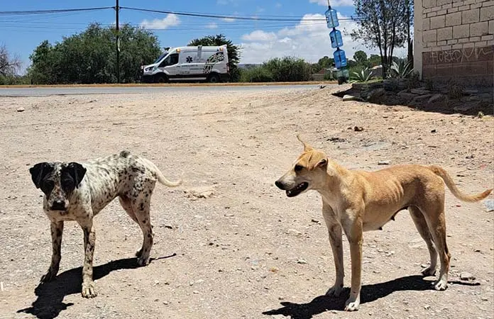 Perros sueltos, una amenaza en Satélite