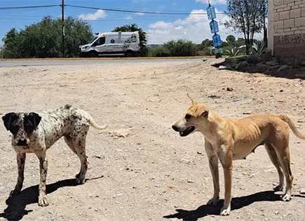 Perros sueltos, una amenaza en Satélite