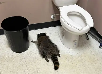 Se emborracha mapache en licorería de Virginia Se emborracha mapache en licorería de Virginia