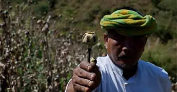Cultivo de opio en Myanmar, en récord