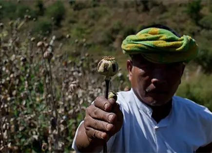 Cultivo de opio en Myanmar, en récord