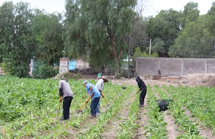 Impactan heladas a cultivos en Soledad