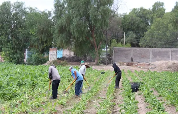 Impactan heladas a cultivos en Soledad