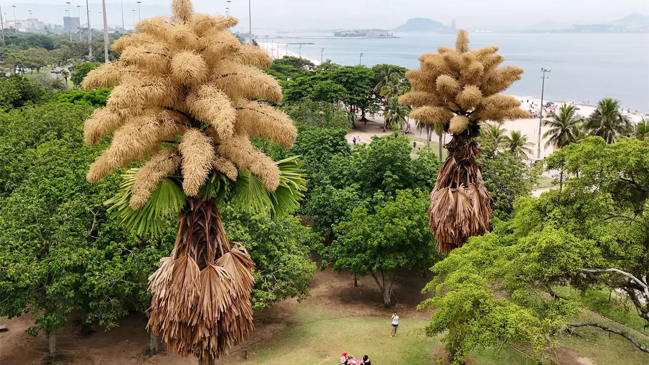 Imponentes palmeras en Río de Janeiro florecen por primera y única vez