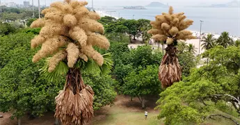 Imponentes palmeras en Río de Janeiro florecen por primera y única vez