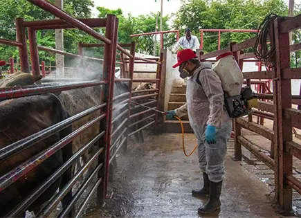 Aumentan 5.2% casos de GBG