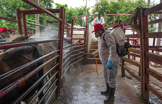 Aumentan 5.2% casos de GBG