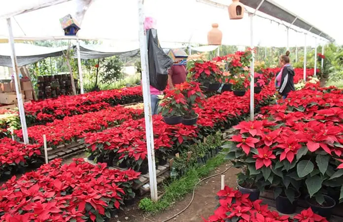 Aumentó de precio la flor de nochebuena