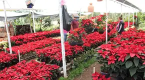 Aumentó de precio la flor de nochebuena