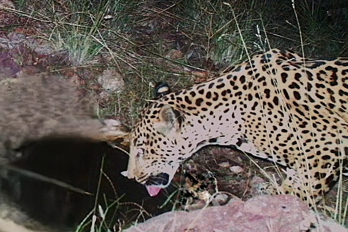 Nuevo jaguar avistado en Arizona sorprende a investigadores