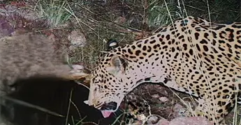 Nuevo jaguar avistado en Arizona sorprende a investigadores
