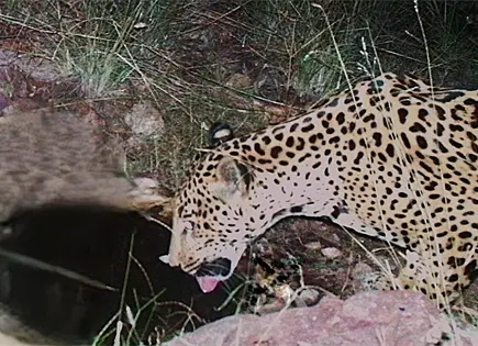 Nuevo jaguar avistado en Arizona sorprende a investigadores