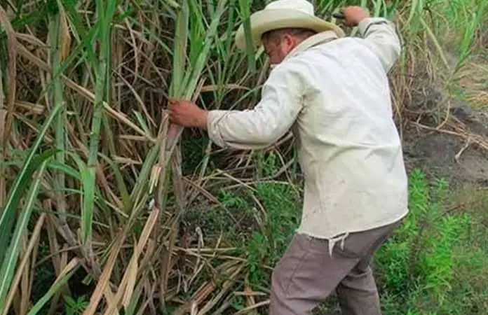 Zafra iniciará el 15 de diciembre