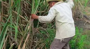 Zafra iniciará el 15 de diciembre