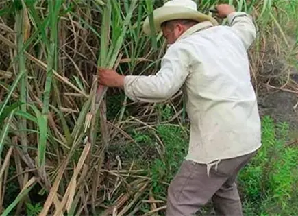 Zafra iniciará el 15 de diciembre