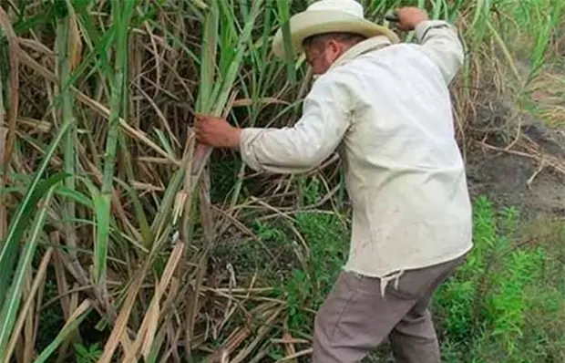 Zafra iniciará el 15 de diciembre