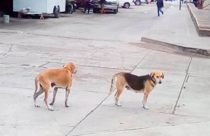 Abandonan mascotas en Chupaderos