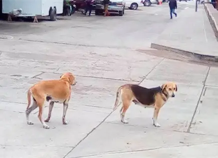 Abandonan mascotas en Chupaderos Abandonan mascotas en Chupaderos