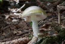 Alerta en California por intoxicaci&oacute;n vinculada a hongos silvestres