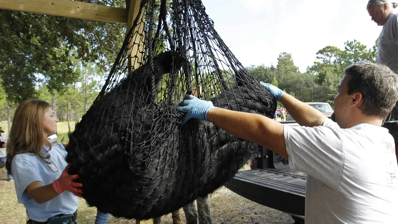 Comienza la caza de osos en Florida