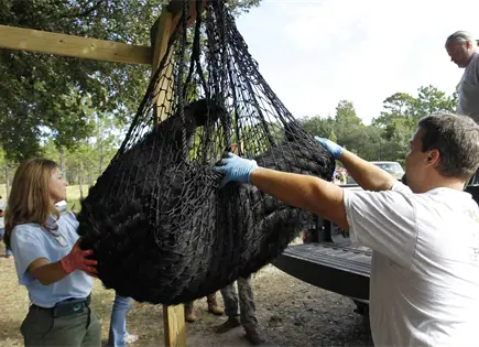 Comienza la caza de osos en Florida