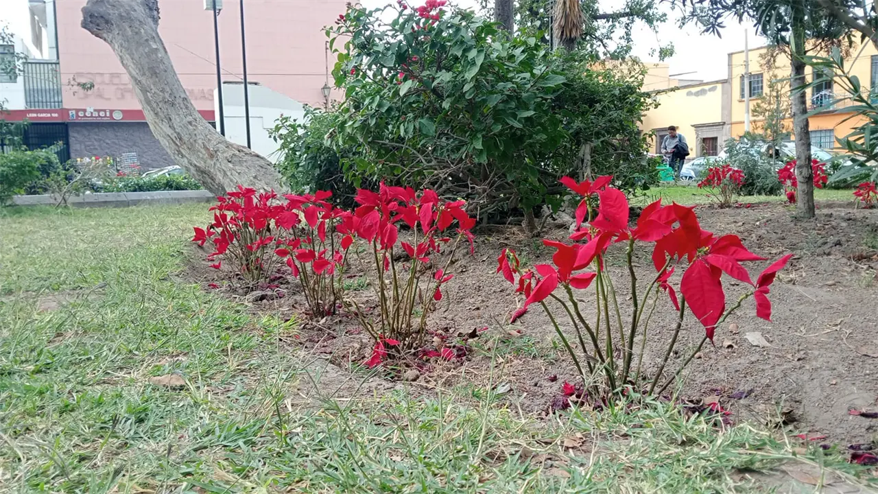 Se están muriendo las Nochebuenas de San Miguelito