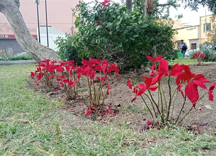 Ayuntamiento de SLP lucha contra el robo de Nochebuenas Ayuntamiento de SLP lucha contra el robo de Nochebuenas