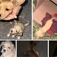 Exhortan a no regalar mascotas a los niños Exhortan a no regalar mascotas a los niños
