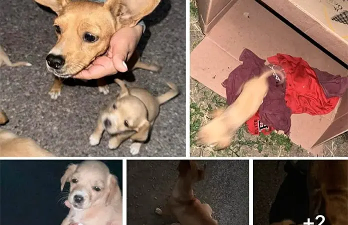 Exhortan a no regalar mascotas a los niños