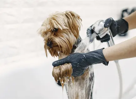Cuidados esenciales para bañar a tu perro en invierno